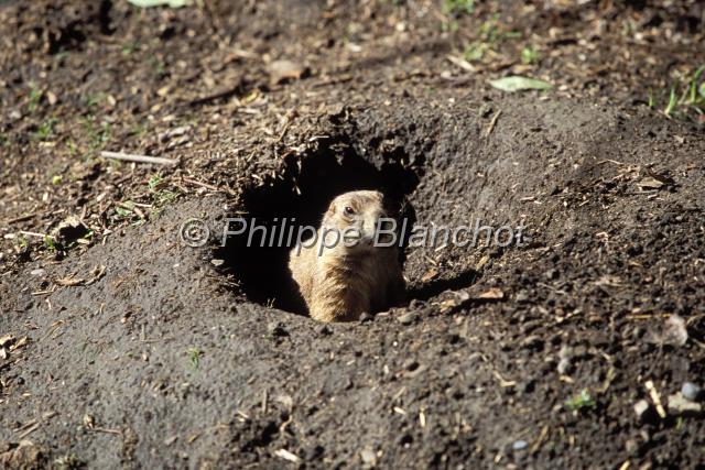 marmotte des rocheuse.JPG - Marmotte des RocheusesAlbertaCanada